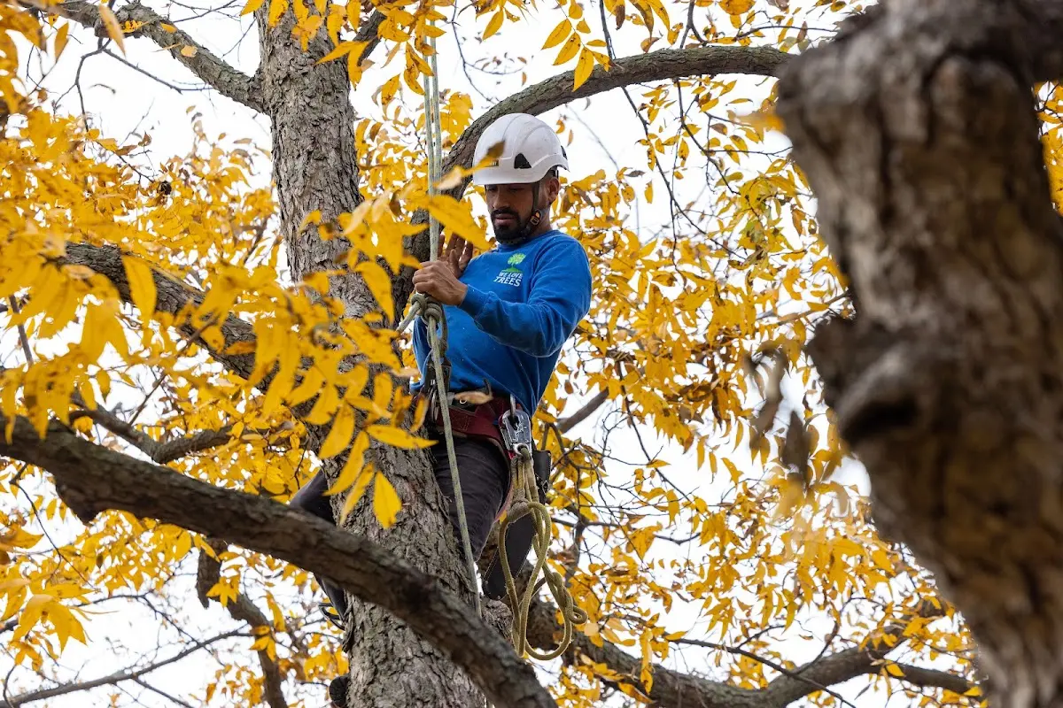 Skilled Tree Pruning crew working in Blue Grass